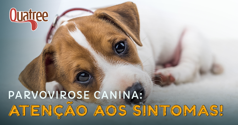 PARVOVIROSE CANINA: ATENÇÃO AOS SINTOMAS!